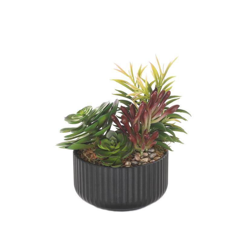 Succulents Arrangement with rocks in Black Pot - Green,brown