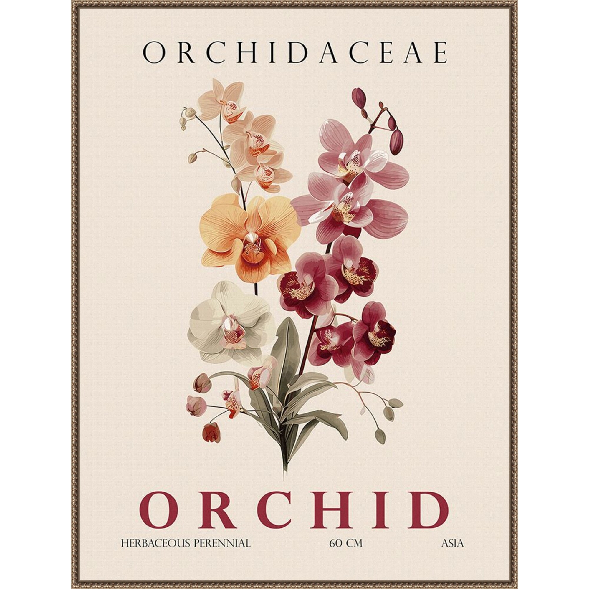 Vintage Botanical Orchid Illustration by Christopher Giampietro