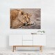 A powerful lioness is resting Photography Art Print/Poster - Bed Bath ...