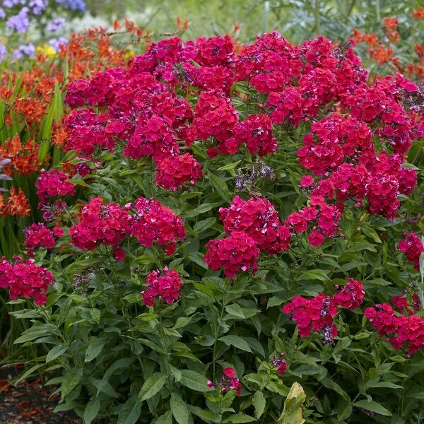 Van Zyverden Tall Phlox Red Riding Hood Set of 5 Roots - Bed Bath