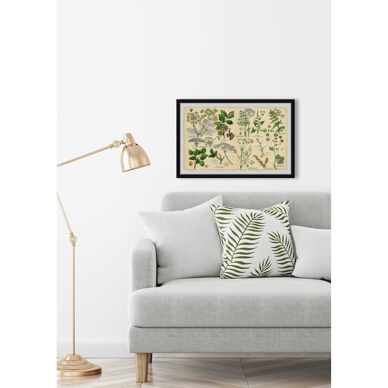 Selinum Carvifolia Framed Print