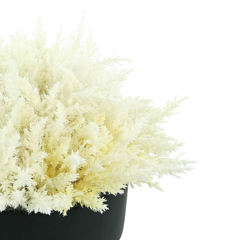 Pampas Grass in Round Fiberstone Planter - White, Black