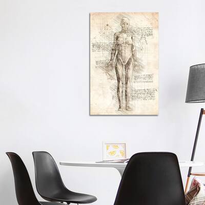 iCanvas "Human Female Muscles Anatomy" by Cornel Vlad Canvas Print