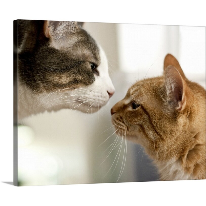 Shop Gray And White Tabby Cat And An Orange Ginger Cat Nose To