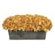 Option Gold
