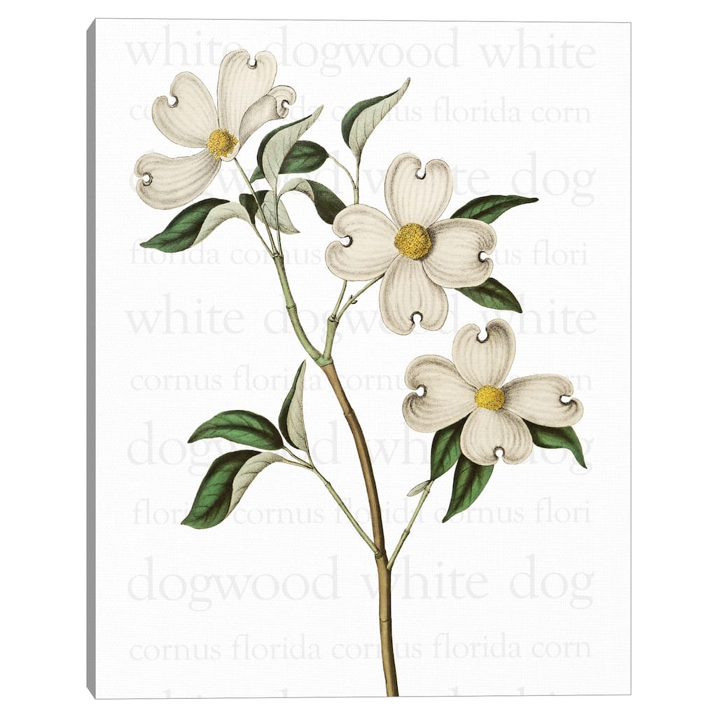White Dogwood Text by Design Lab Canvas Art Print