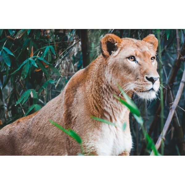 Nature Tree Cat Photograph Art Print Wall Artwork Decor