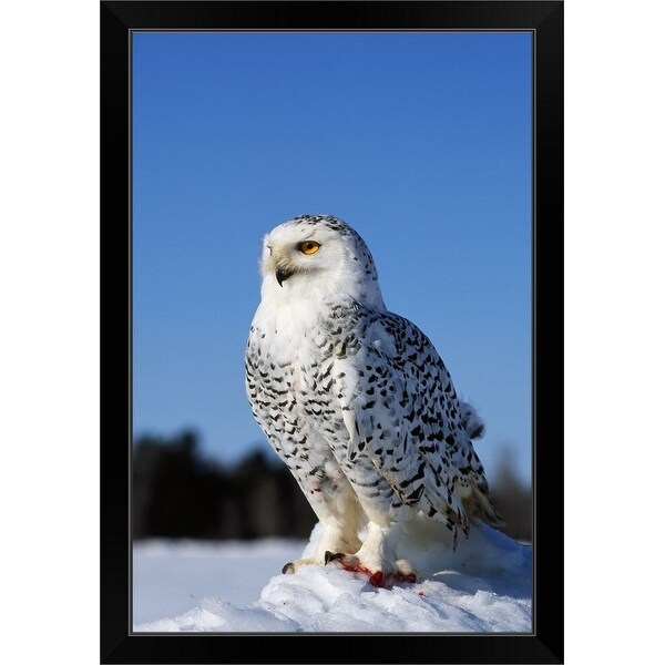 "Snowy owl (Nyctea scandiaca) on snow perch, profile." Black Framed Print