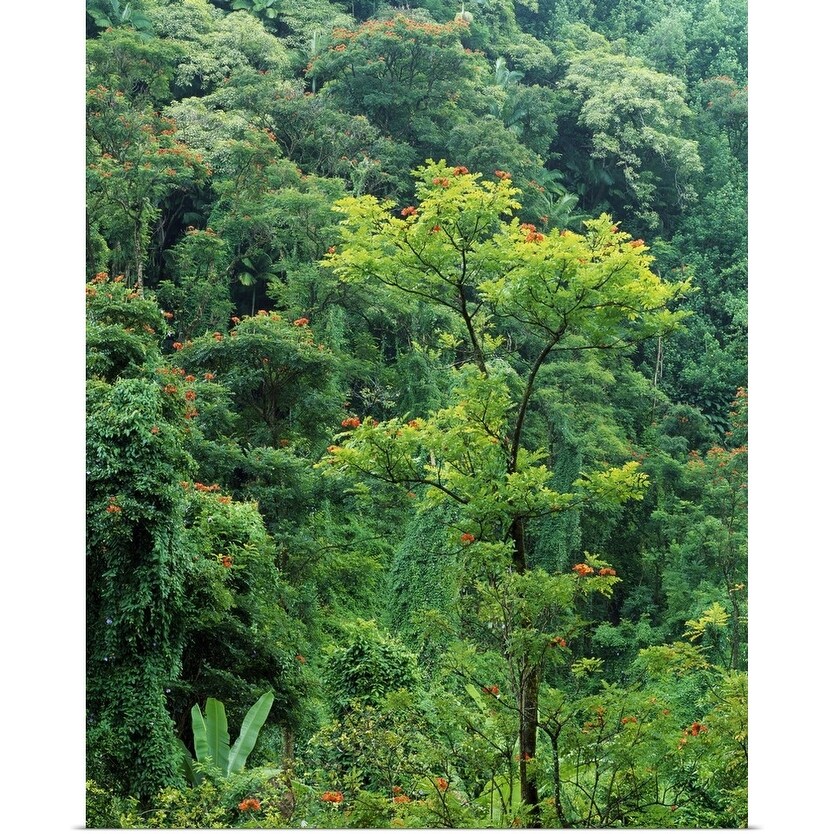 Shop African Tulip Tree Growing In Lush Rain Forest Hakalau Gulch Big Island Of Hawaii Hawaii Poster Print Overstock 16883242,How To Change A Light Socket Into An Outlet
