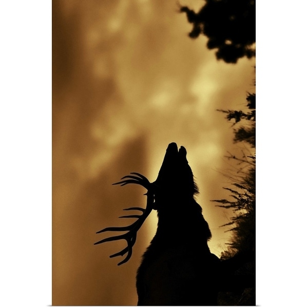 "Moose in silhouette with copper colored sunrise. Yellowstone national park." Poster Print