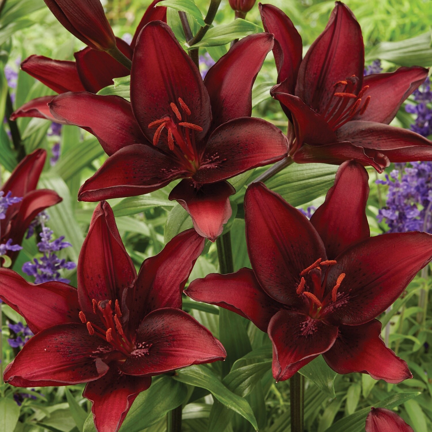 Van Zyverden Lilies Black List Set of 8 Bulbs - Bed Bath & Beyond