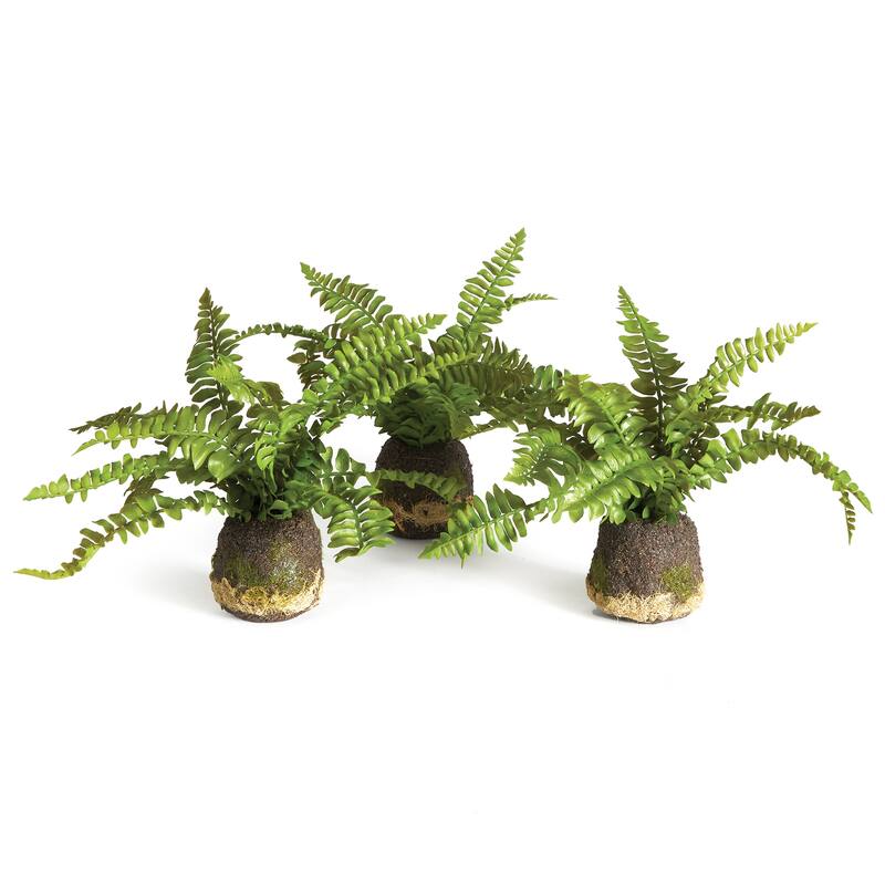 Boston Fern Drop-Ins, Set Of 3 - Green