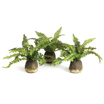 Boston Fern Drop-Ins, Set Of 3 - Green