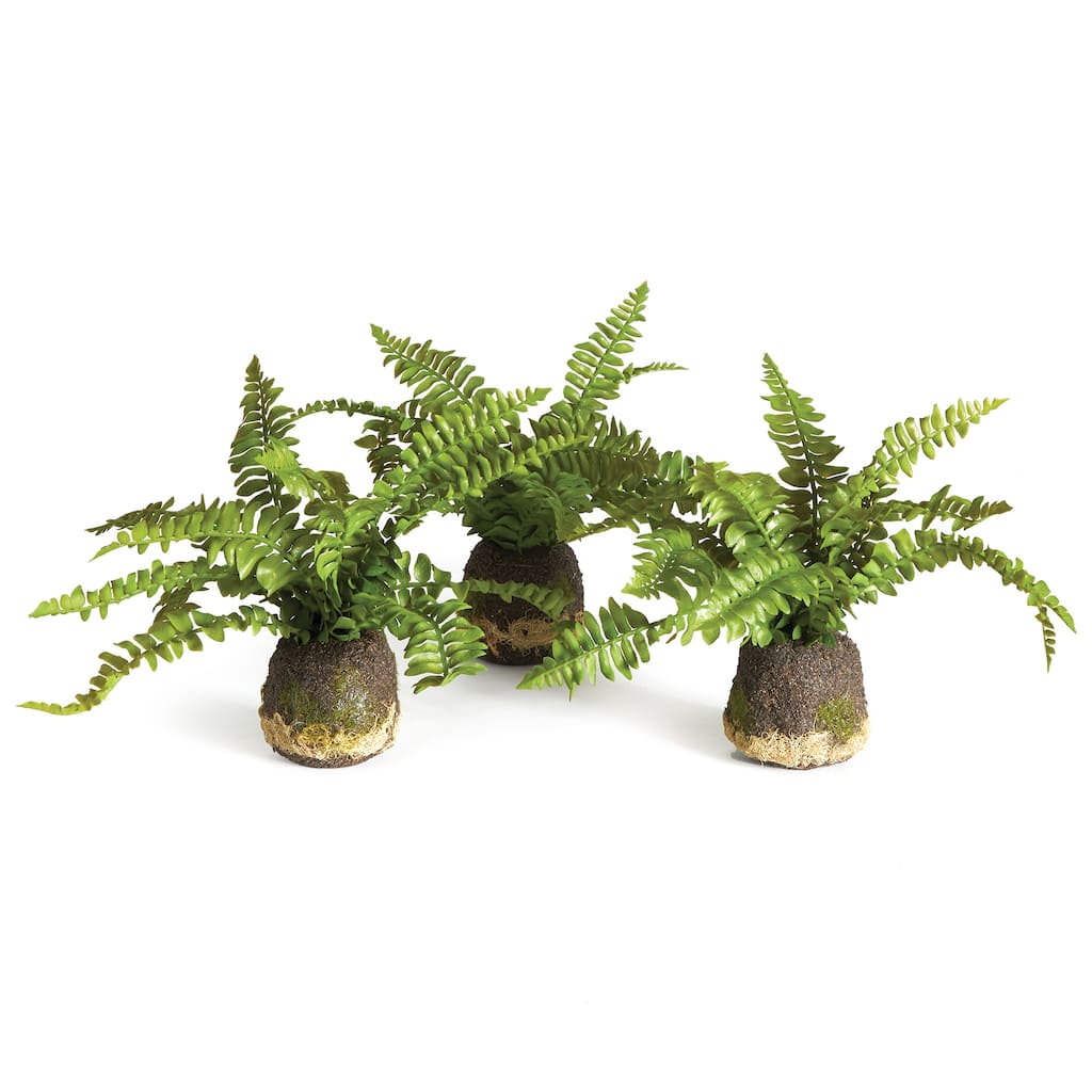 Boston Fern Drop-Ins, Set Of 3 - Green