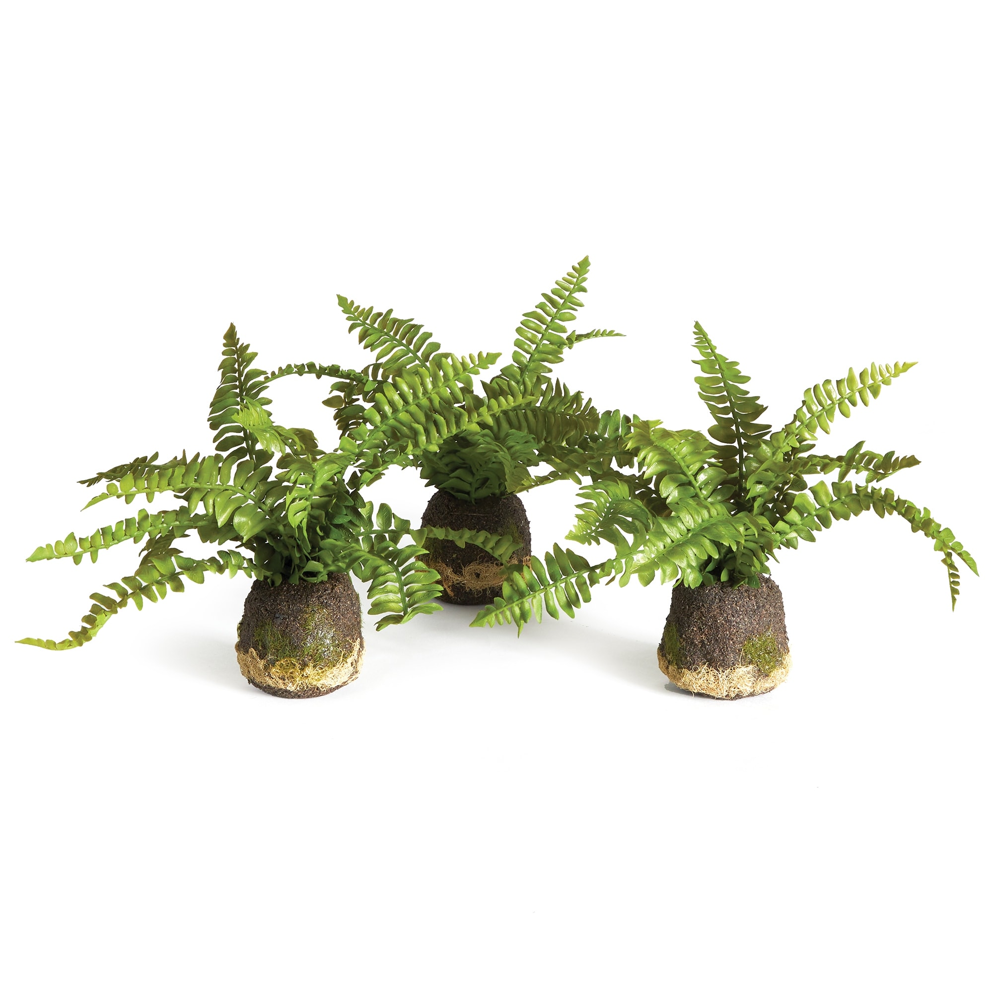 Boston Fern Drop-Ins, Set Of 3 - Green