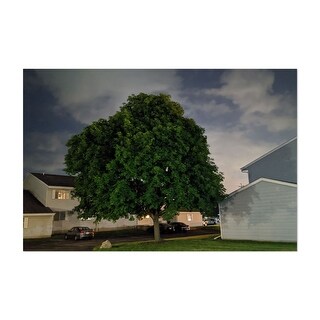 Germantown Wisconsin The Tree Photography Building Art Print/Poster ...