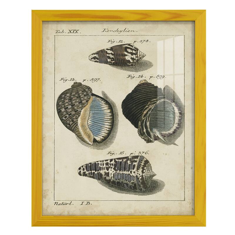 Vintage Shell Study III -Framed Print w/glass-Cherry Red