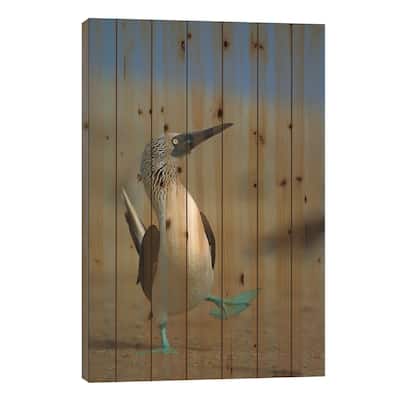Blue-Footed Booby Courtship Dance, Lobos De Tierra Island, Peru Print On Wood by Tui De Roy - Multi-Color