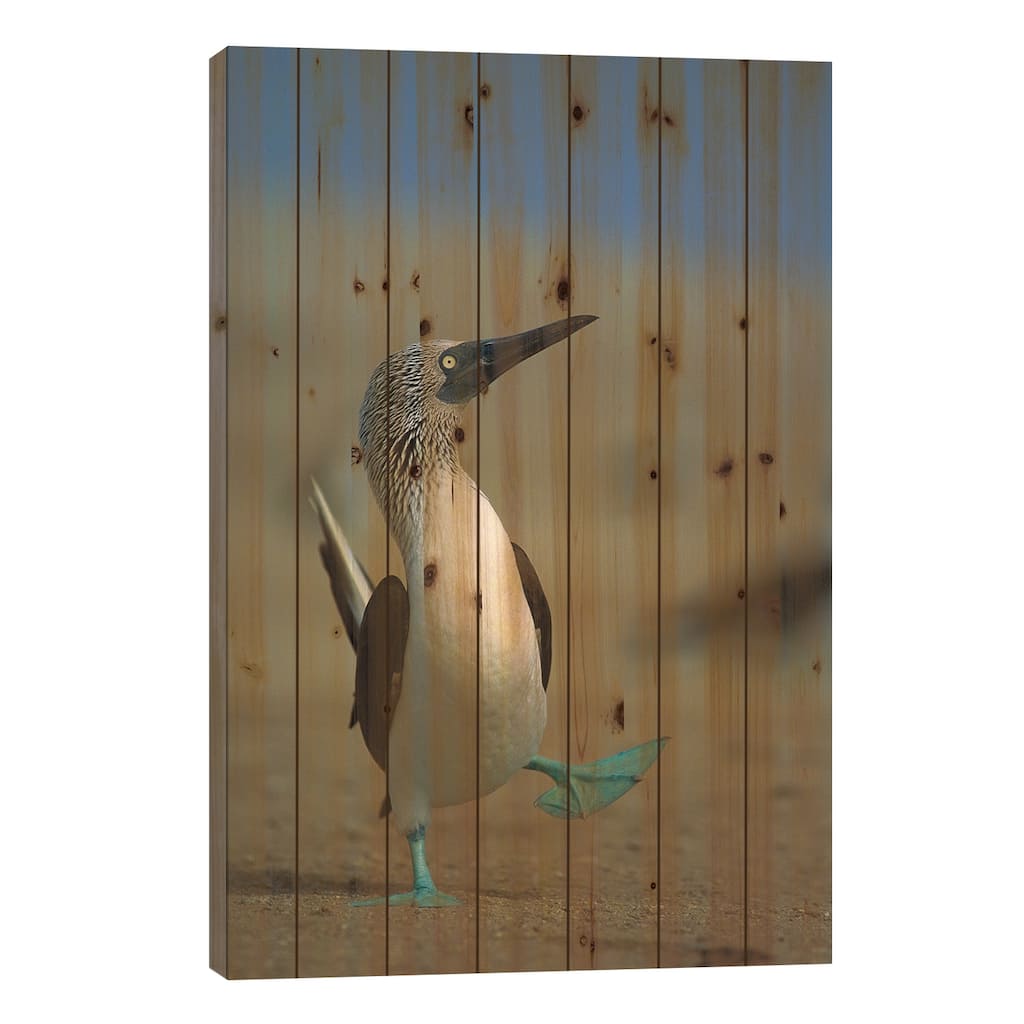 Blue-Footed Booby Courtship Dance, Lobos De Tierra Island, Peru Print On Wood by Tui De Roy - Multi-Color
