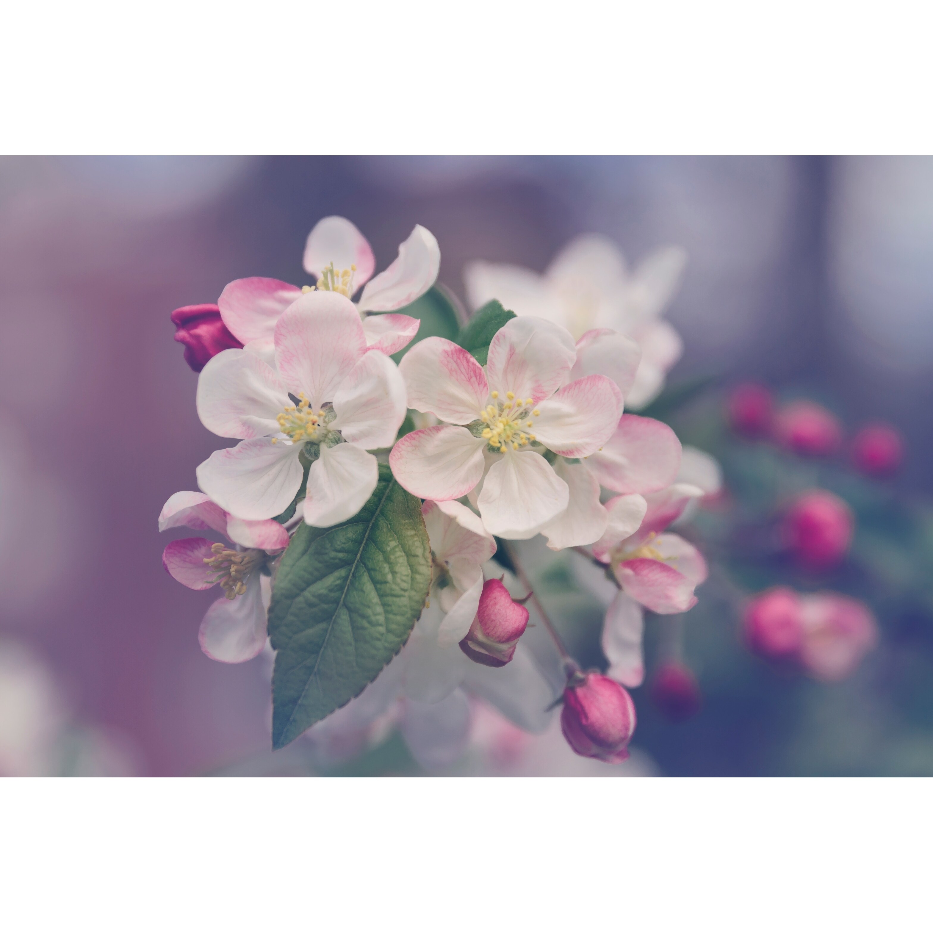 Shop Tree Plant Cherry Blossom Tree Photograph Art Print Wall