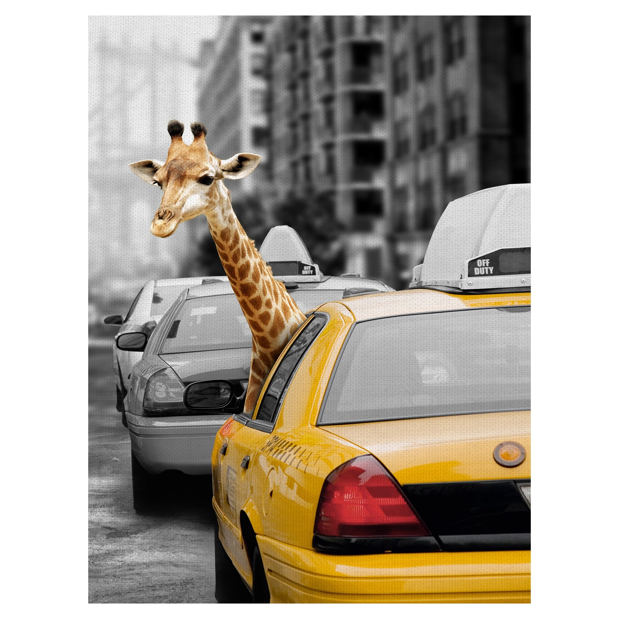 Urban Jungle II by Belle Maison Canvas Art Print