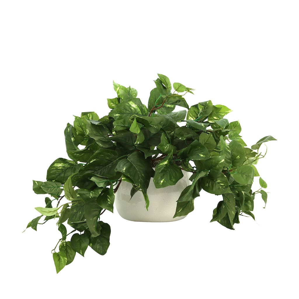 Pothos Plant in Ceramic Pot