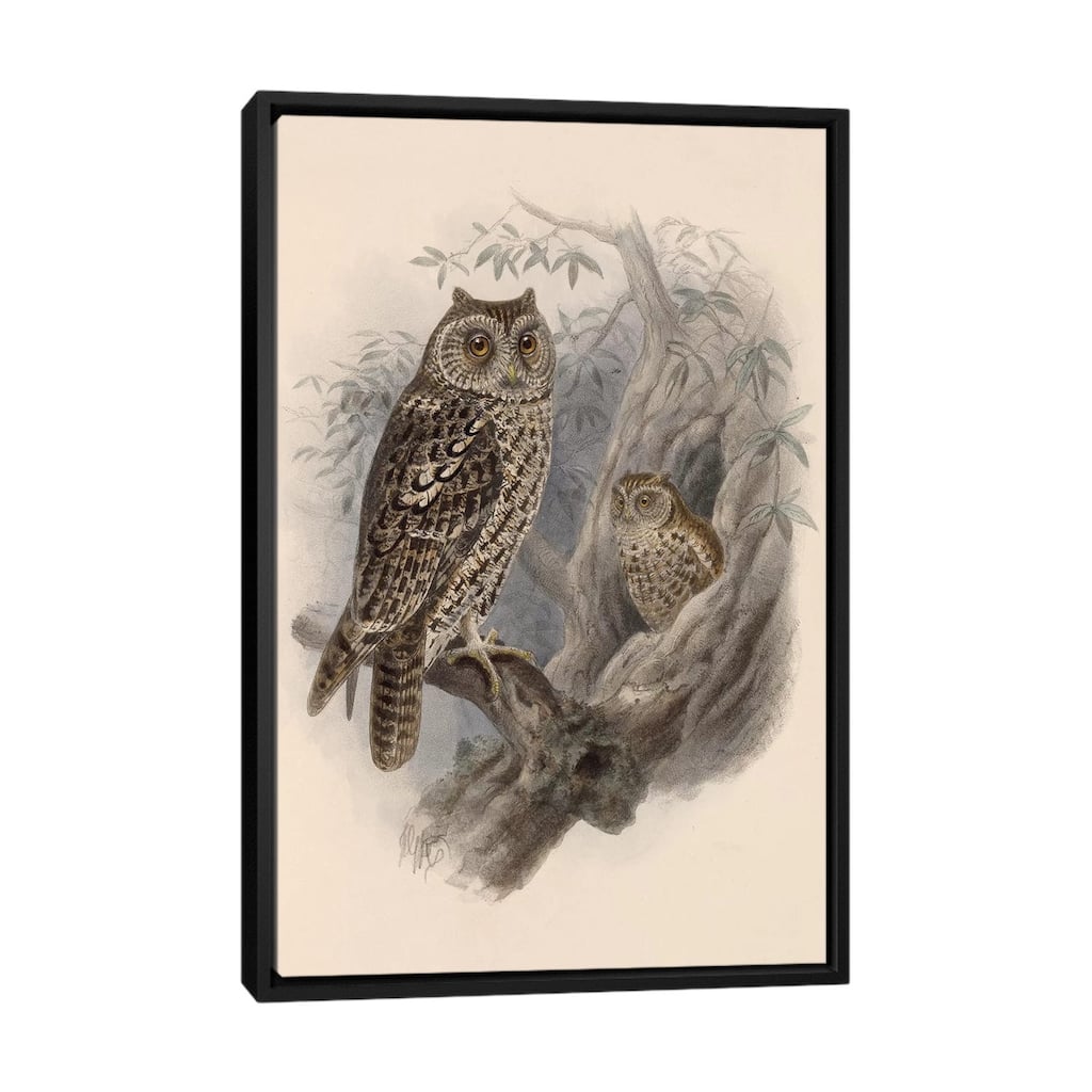 iCanvas "Tree Owls, 1902" by Vintage Apple Collection Framed