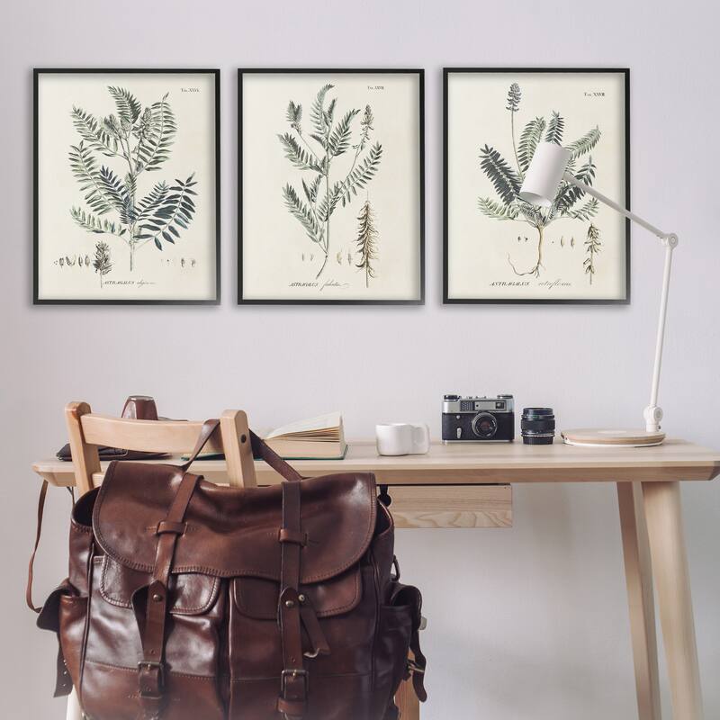 Stupell Green Botanical Latin Study Vintage Herb Motif Diagram Framed Wall Art - Beige