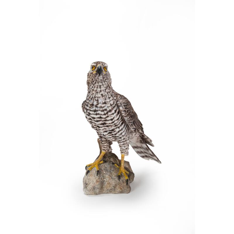 Northern Goshawk Standing On Rock Statue