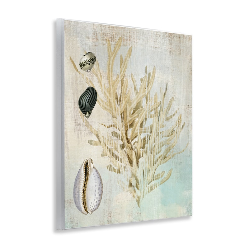 Stupell Coral Branch & Cowrie Shells Wall Plaque Art Design By Susan Arnot