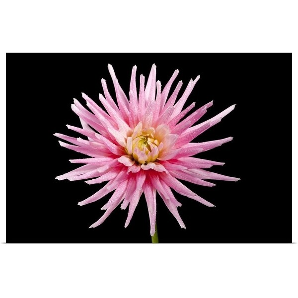 "The Shooting Star produces blooms of large pink and white flowers with a yellow centre." Poster Print
