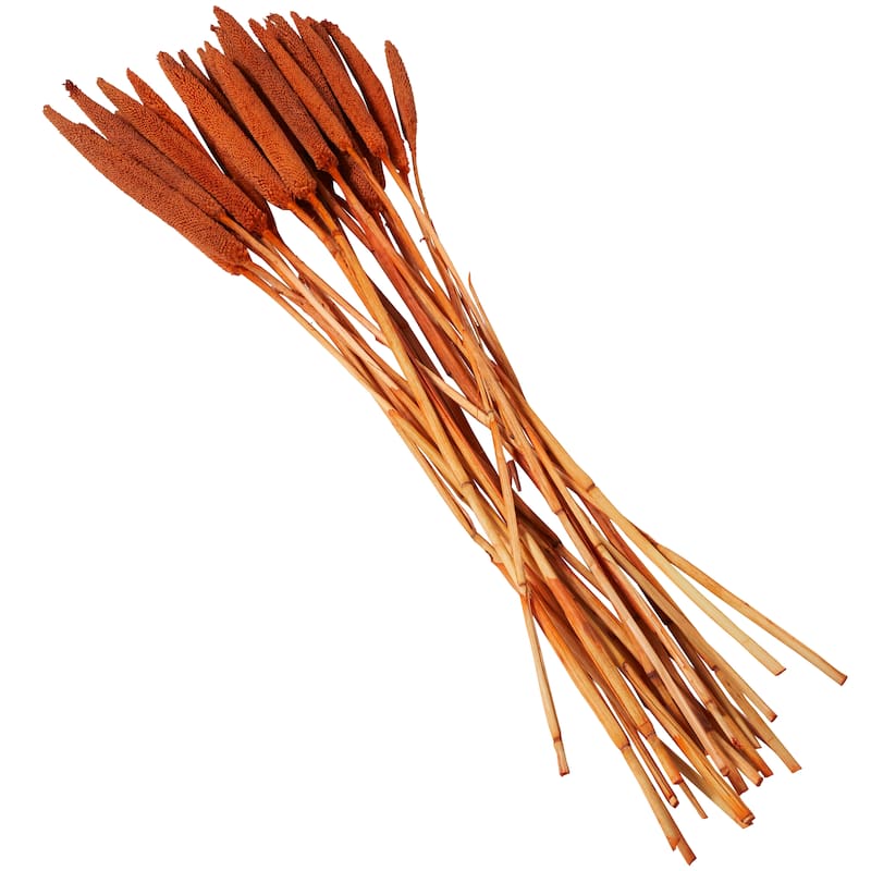 Dried Hogla Babala Bamboo Natural Foliage Collection - Multiple Colors