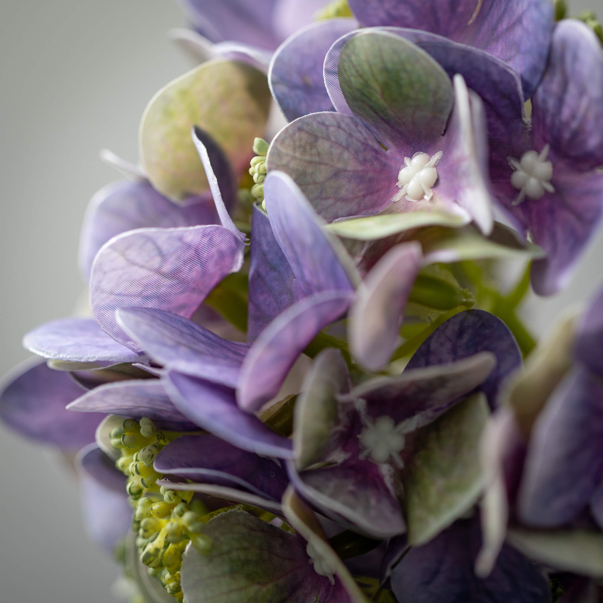 Hydrangea4937　0203 Amazon.com : CHUXAY GARDEN 5 Seeds Light Blue Hydrangea