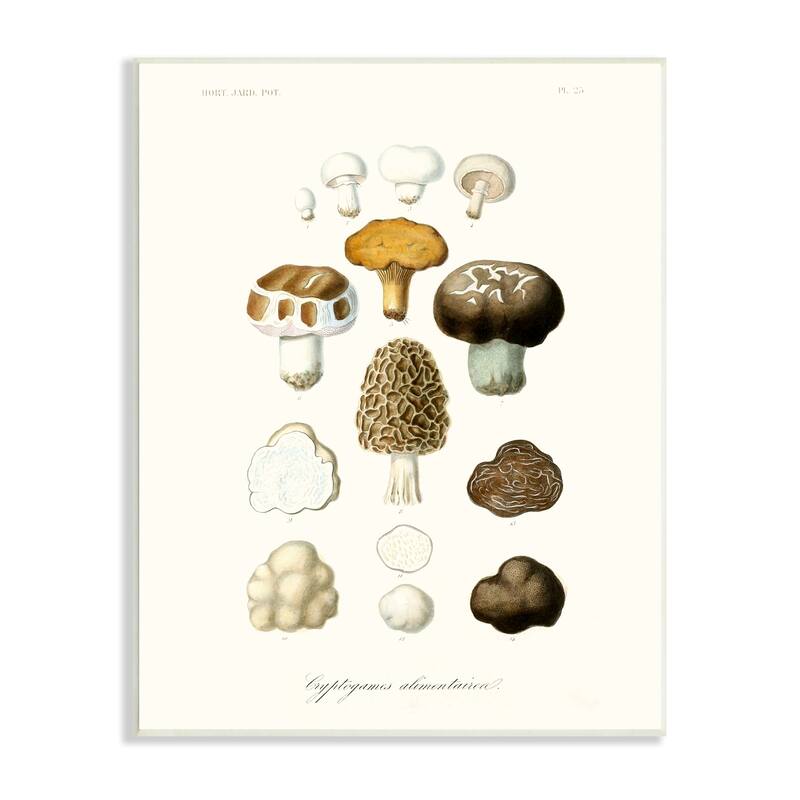 Stupell Botanical Mushroom Species Latin Nature Study Wood Wall Art - Brown - 10 x15