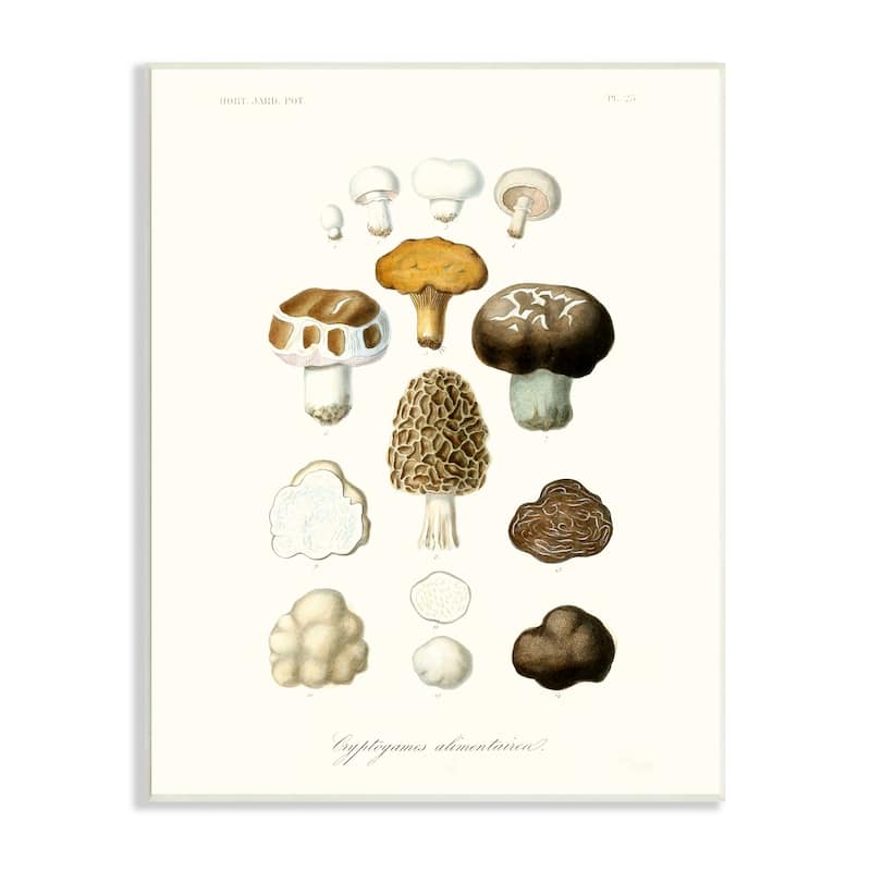Stupell Botanical Mushroom Species Latin Nature Study Wood Wall Art - Brown - 13 x19