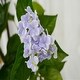 preview thumbnail 2 of 4, Artificial Hydrangea Flower Tree for Home Office Housewarming Decor