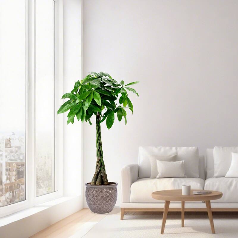 3 Handmade Ceramic Planter Set for Monstera Large Plants Glossy Finish