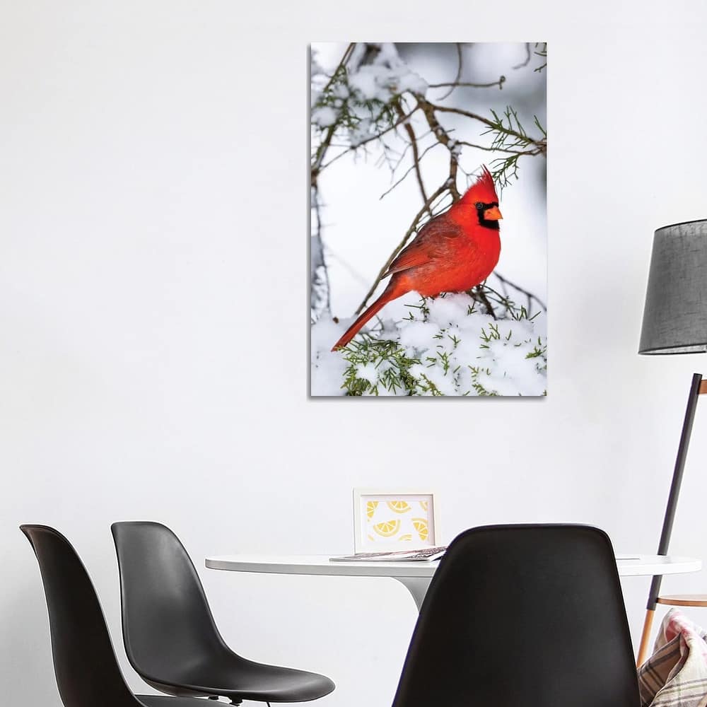 iCanvas "Northern Cardinal Perching On Snowcapped Juniper Tree Branch, Marion County, Illinois" by Panoramic Images Canvas Print