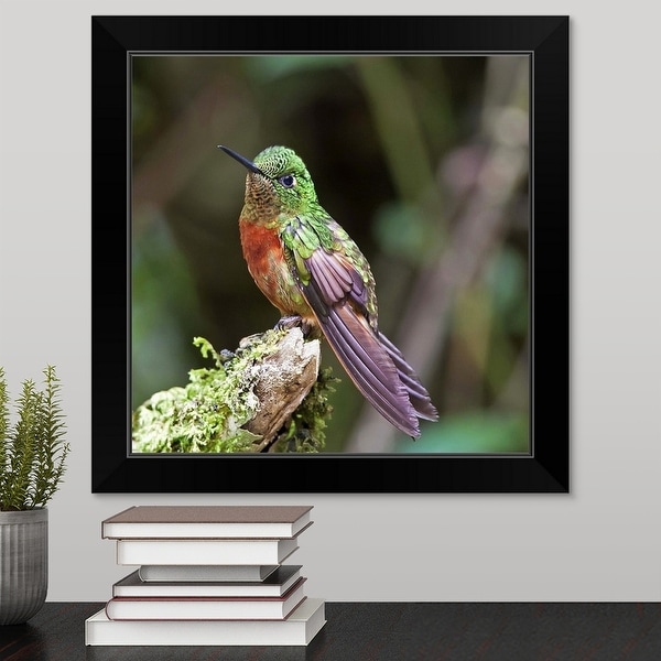 "Square photograph displaying montane hummingbird taken in Ecuador." Black Framed Print