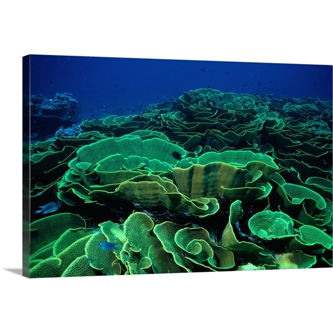 Shop Cabbage Coral Canvas Wall Art Overstock 16467967