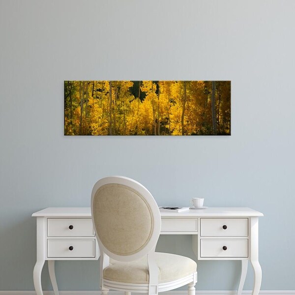 Easy Art Prints Panoramic Images's 'Aspen trees in a forest, Telluride, San Miguel County, Colorado, USA' Canvas Art