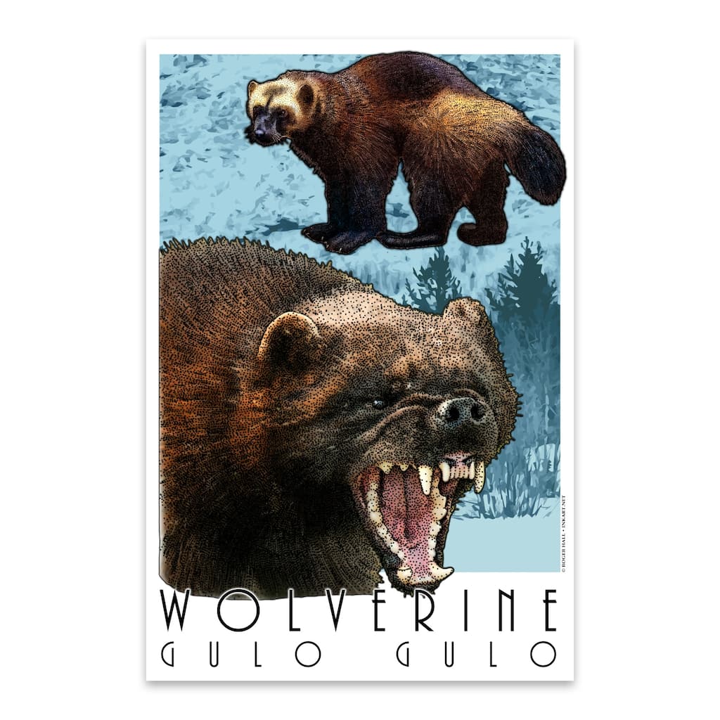 Animals Wildlife Wolverine Metal Wall Art Print