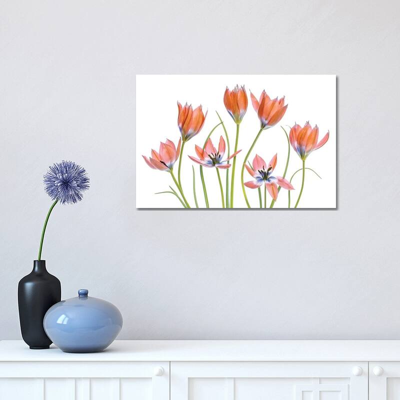 iCanvas "Apricot Tulips" by Mandy Disher Canvas Print - 12x18x1.5