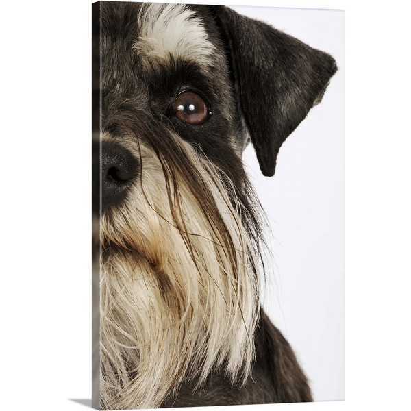 Miniature schnauzer deals wall art