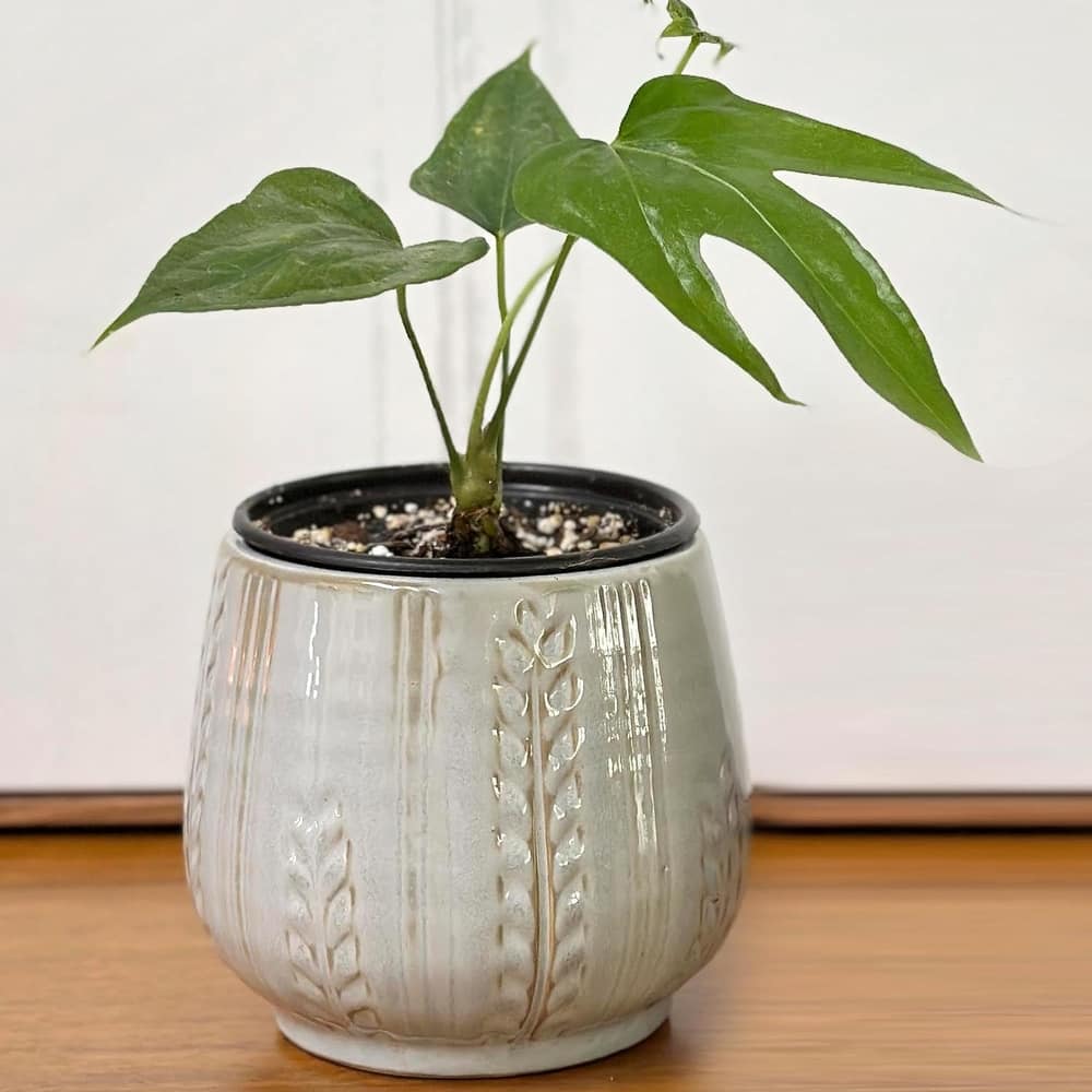 Admired By Nature Planters Pots, Modern Ceramic for Home Décor