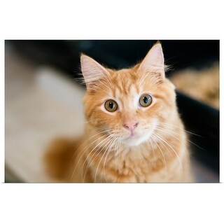 Shop A Fluffy Orange Cat With Yellow Eyes Is Looking At The