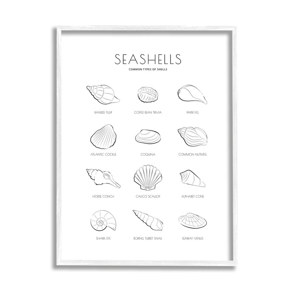 Stupell Seashell Guide for Common Shells Minimal Nautical Chart Framed Wall Art
