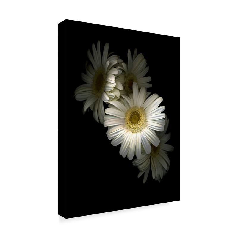 Susan S. Barmon 'White Gerbera Daisy' Canvas Art