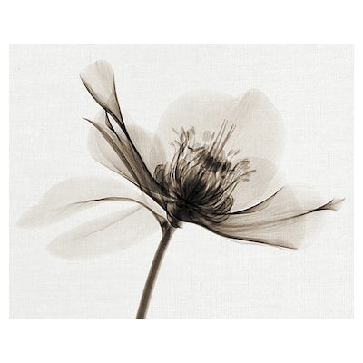 Hellebore II by Robert Coop Canvas Art Print
