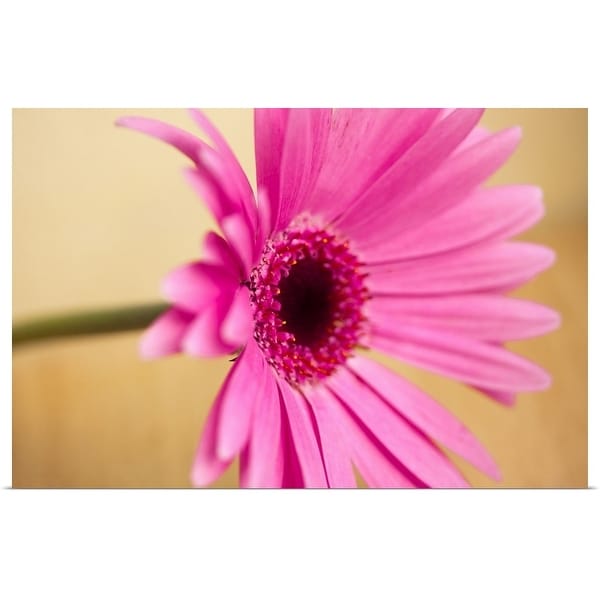 "Pink Gerber flower" Poster Print